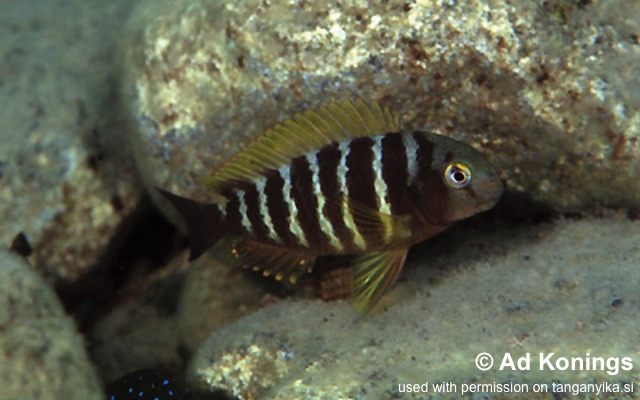 Tropheus sp. 'lukuga' Kibige Island